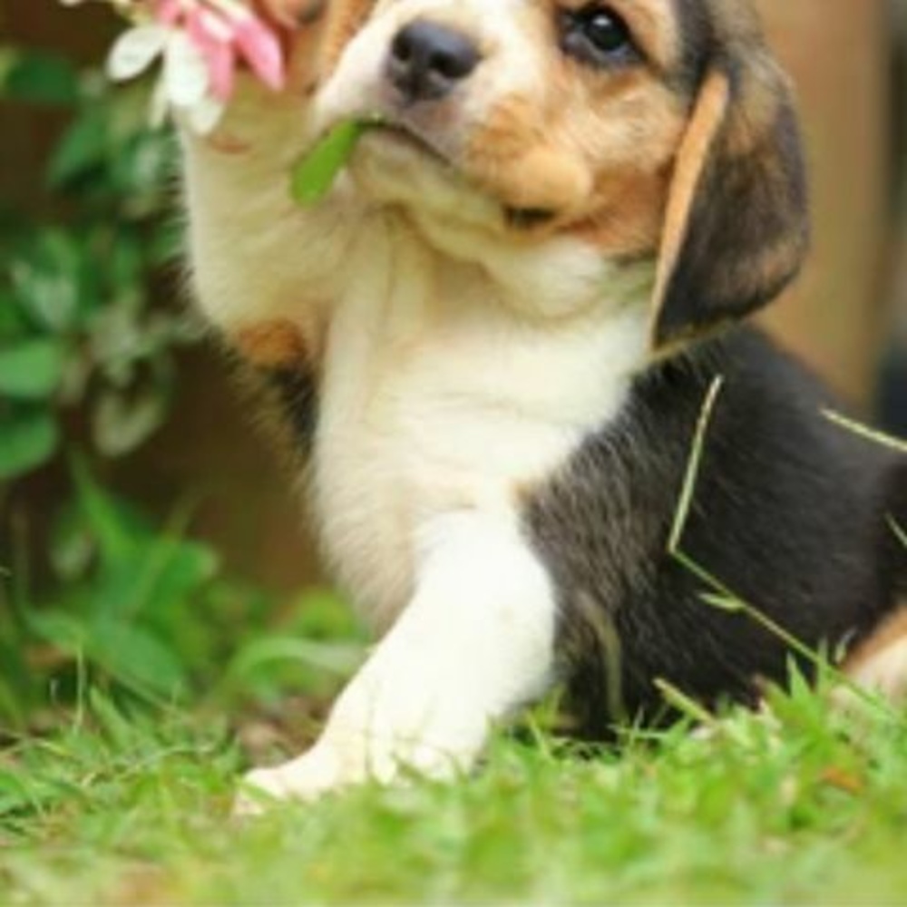 Meet your Posher, Grace